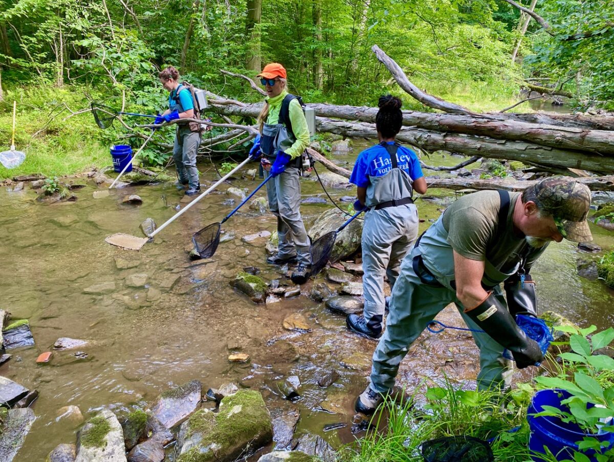 IMG 2071 1200x904 - The Story of Wild, Native Brook Trout and Why They Are So Ecologically Important Like the Canary in the Coal Mine for Climate Change