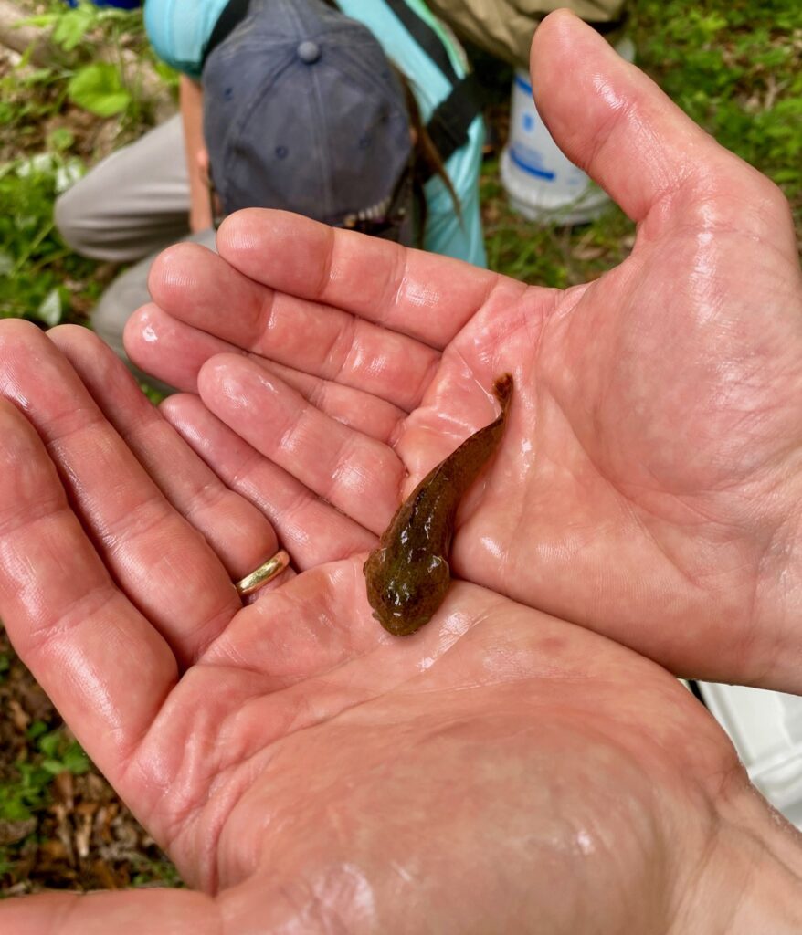 IMG 2085 878x1024 - The Story of Wild, Native Brook Trout and Why They Are So Ecologically Important Like the Canary in the Coal Mine for Climate Change