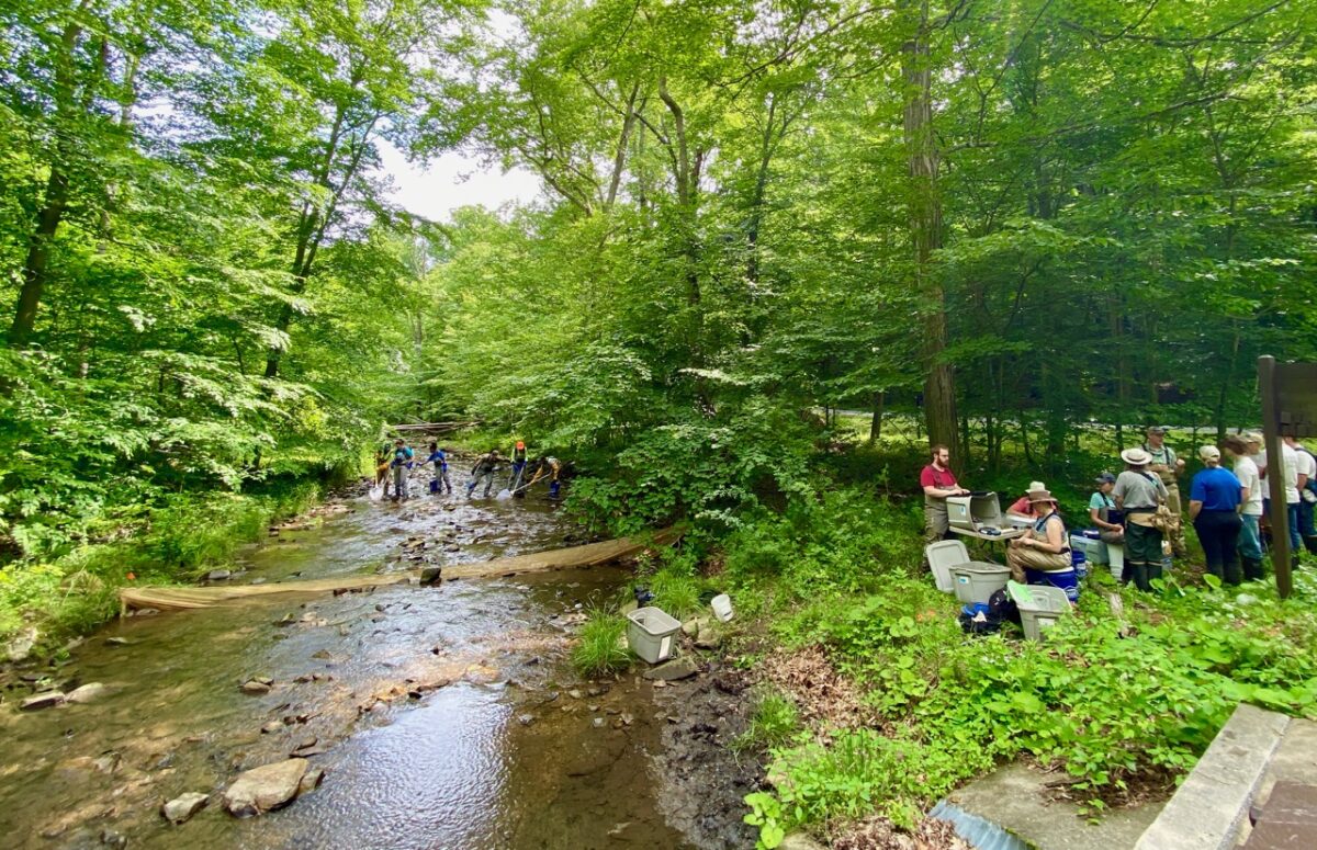 IMG 2095 1200x775 - The Story of Wild, Native Brook Trout and Why They Are So Ecologically Important Like the Canary in the Coal Mine for Climate Change