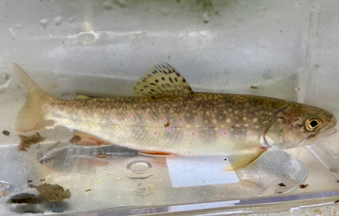 IMG 2099 - The Story of Wild, Native Brook Trout and Why They Are So Ecologically Important Like the Canary in the Coal Mine for Climate Change