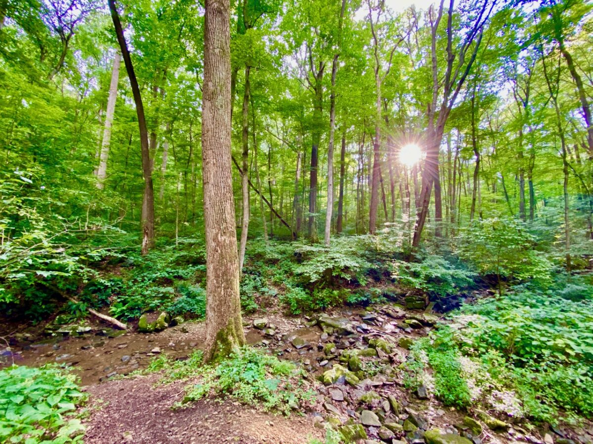 IMG 2279 1200x900 - The Story of Wild, Native Brook Trout and Why They Are So Ecologically Important Like the Canary in the Coal Mine for Climate Change