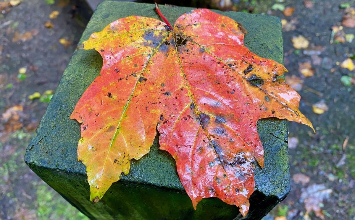 IMG 2378 1200x745 - Feed Your Biophilia by Tracking the Art of Rich Autumn Color