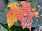 IMG 2378 160x120 - Elizabeth_Furnace-leaves1a