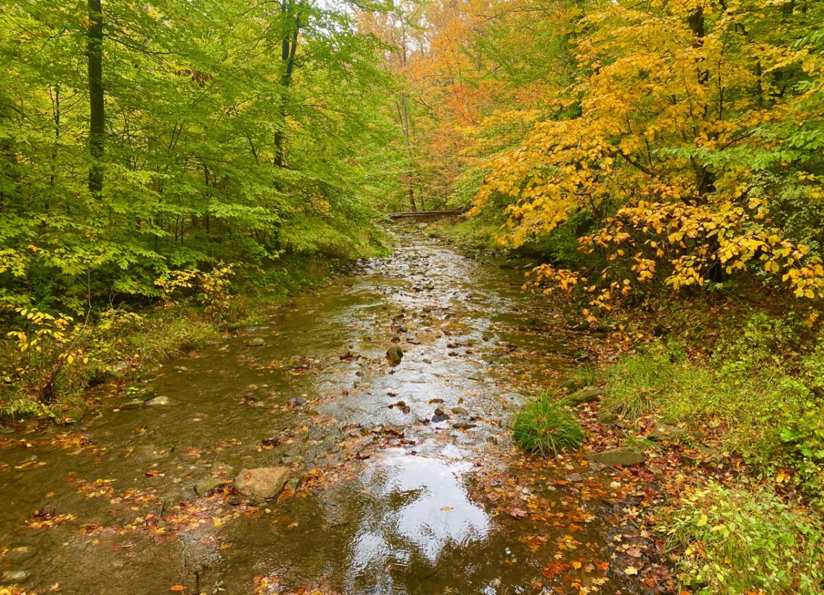 IMG 2451 1200x867 - Learning How to Deal With Anxiety by Communing With Nature