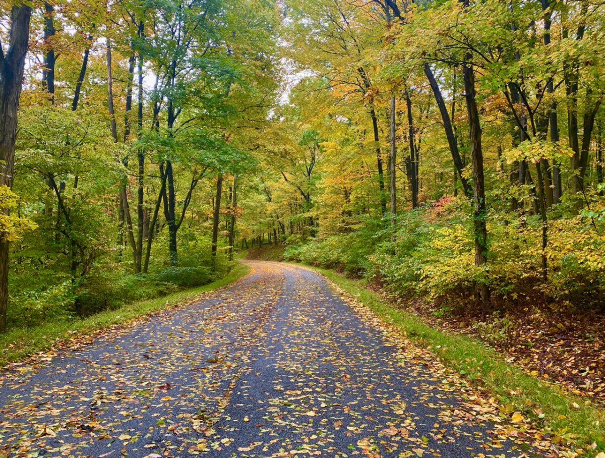 IMG 2468 1200x908 - Capturing Fall Foliage Pictures in Maryland's Catoctin Mountain Park