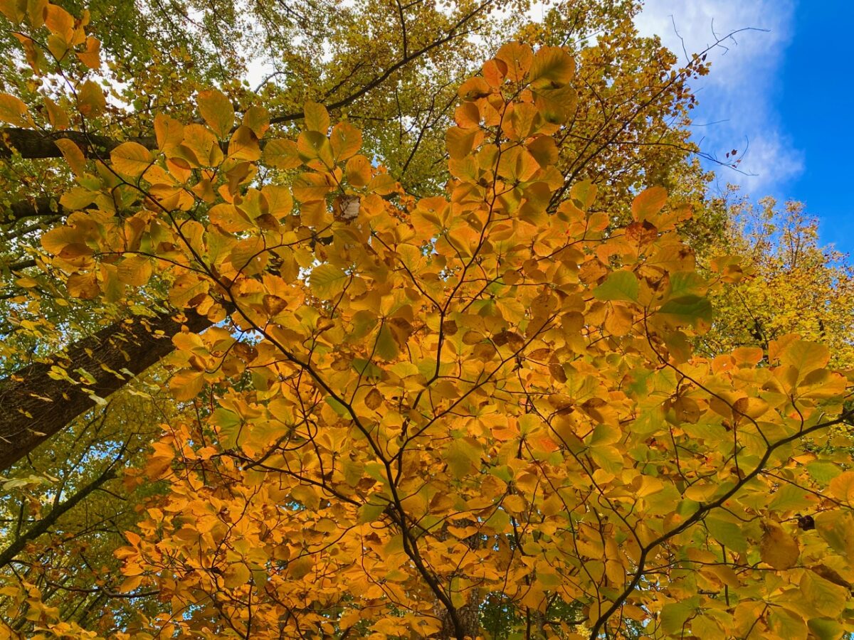 IMG 2499 1200x900 - Capturing Fall Foliage Pictures in Maryland's Catoctin Mountain Park