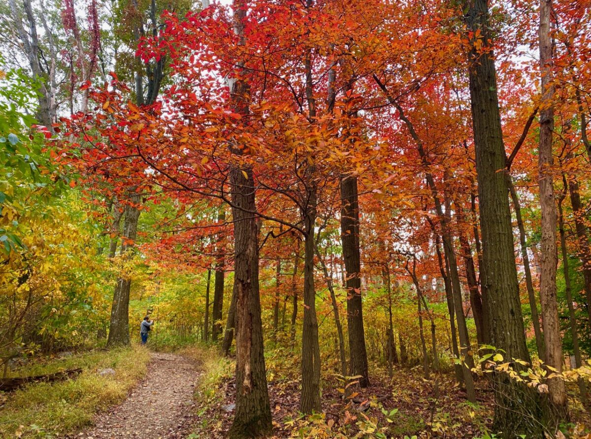 IMG 2518 1200x890 - Capturing Fall Foliage Pictures in Maryland's Catoctin Mountain Park