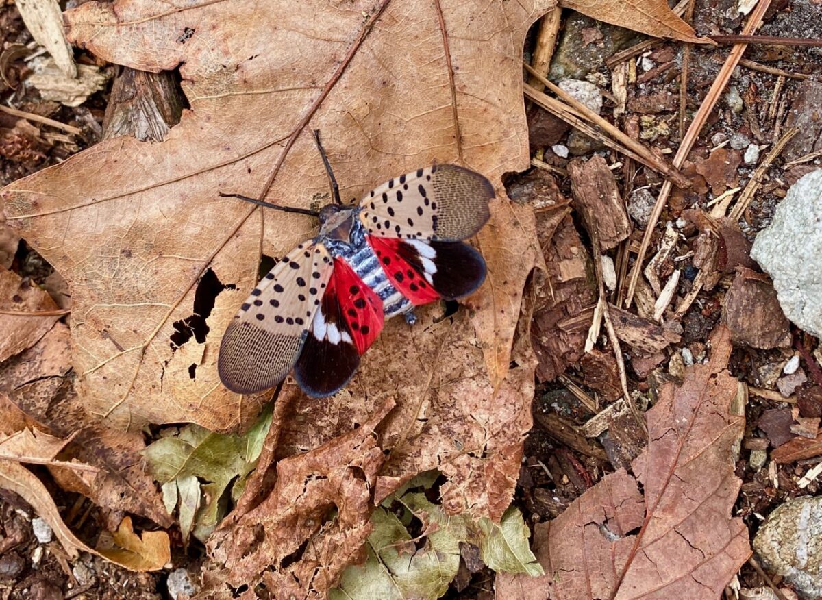 IMG 2520 1200x876 - Capturing Fall Foliage Pictures in Maryland's Catoctin Mountain Park