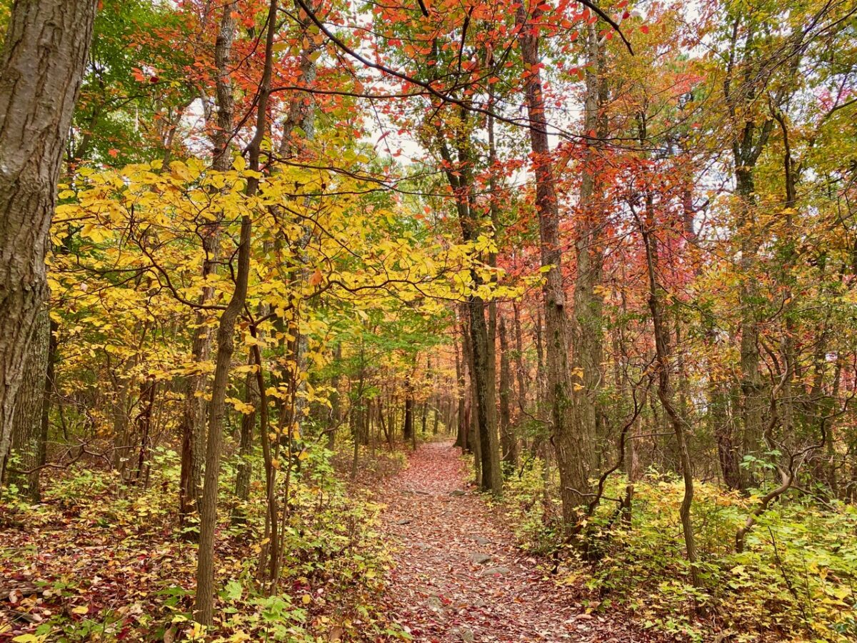 IMG 2522 1200x900 - Capturing Fall Foliage Pictures in Maryland's Catoctin Mountain Park