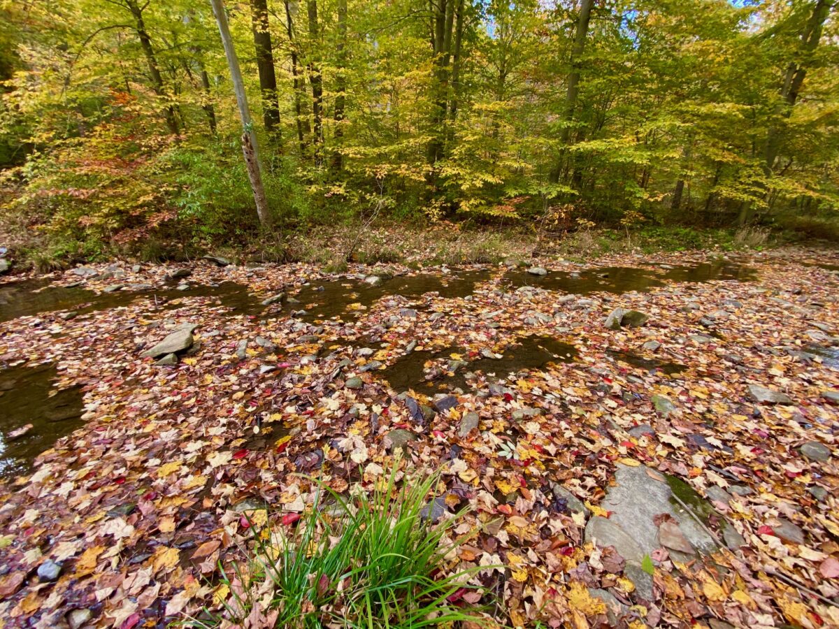 IMG 2554 1200x900 - Capturing Fall Foliage Pictures in Maryland's Catoctin Mountain Park