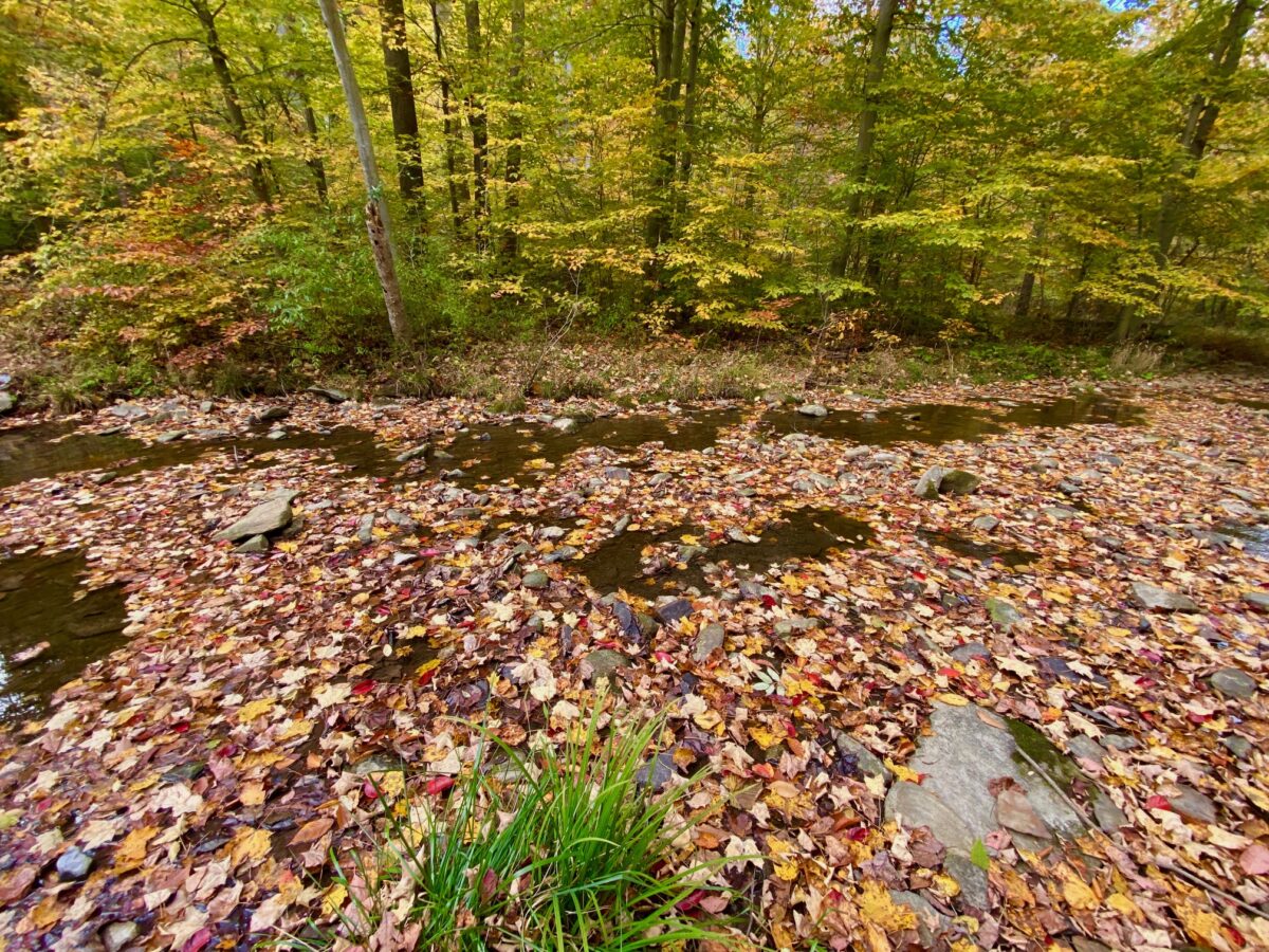 IMG 2554 1200x900 - Capturing Fall Foliage Pictures in Maryland's Catoctin Mountain Park