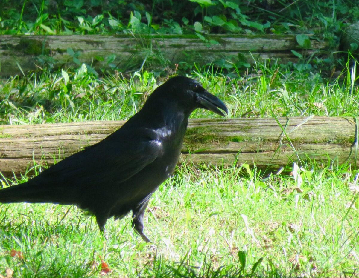 IMG 7371 1200x931 - Exploring the Mind of the Raven and the Bird's Role in Human Culture and Evolution