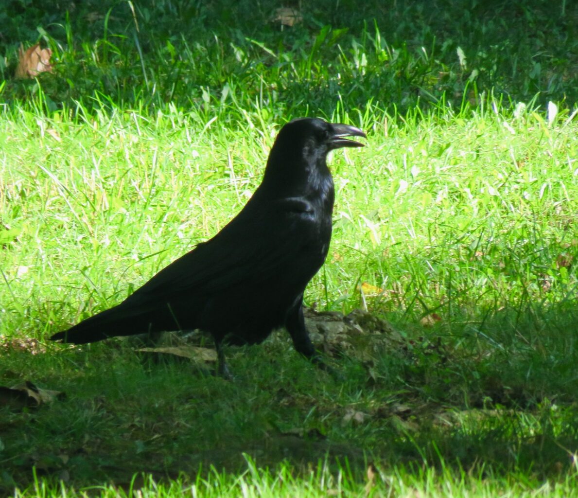 IMG 7374 1189x1024 - Exploring the Mind of the Raven and the Bird's Role in Human Culture and Evolution