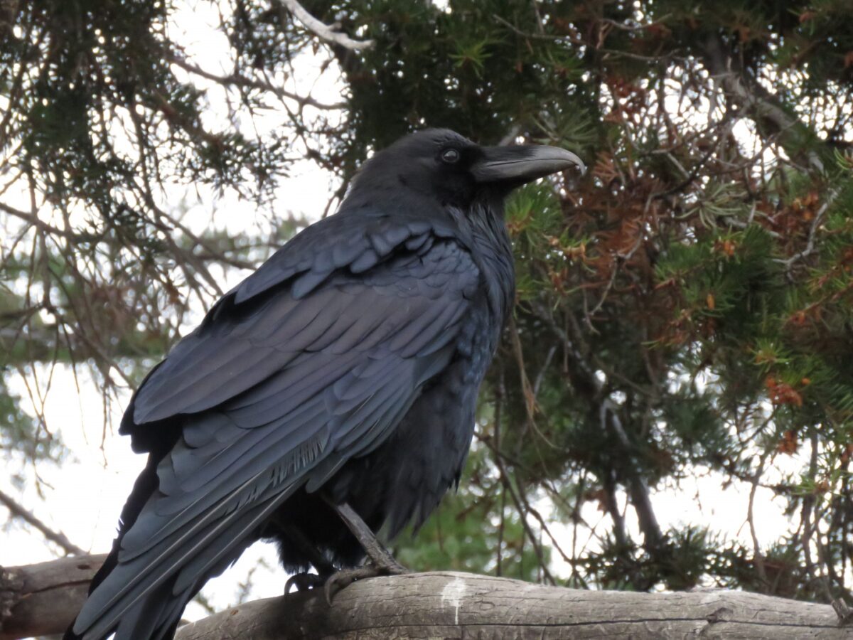 Yellowstone Raven2b 1200x900 - Year in Review for 2023: Democracy on Trial, the Planet in Peril