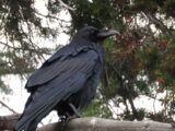 Yellowstone Raven2b 160x120 - male_cardinal1