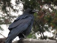 Yellowstone_Raven2b Image
