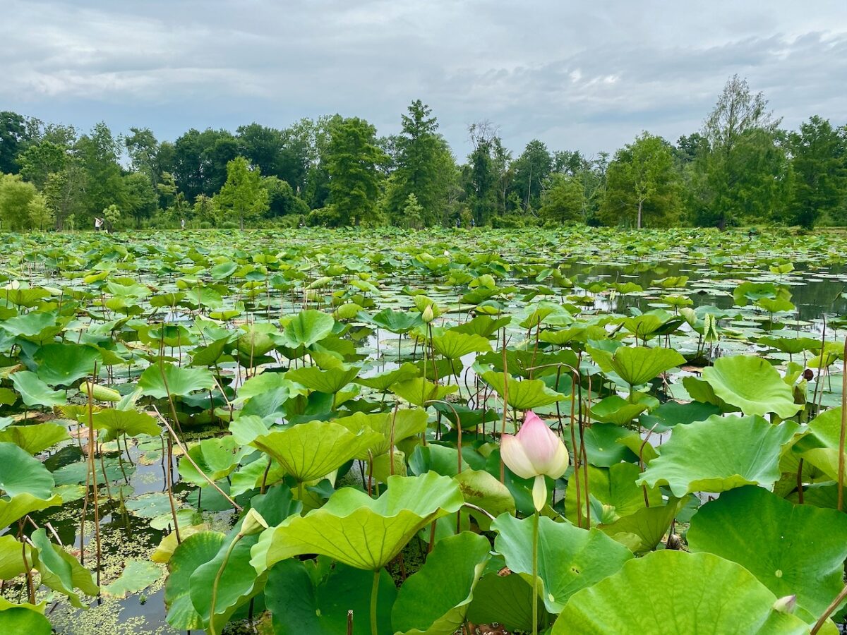 IMG 3244 1200x900 - Travel - Something to See in Washington, D.C.: Kenilworth Park and Aquatic Gardens