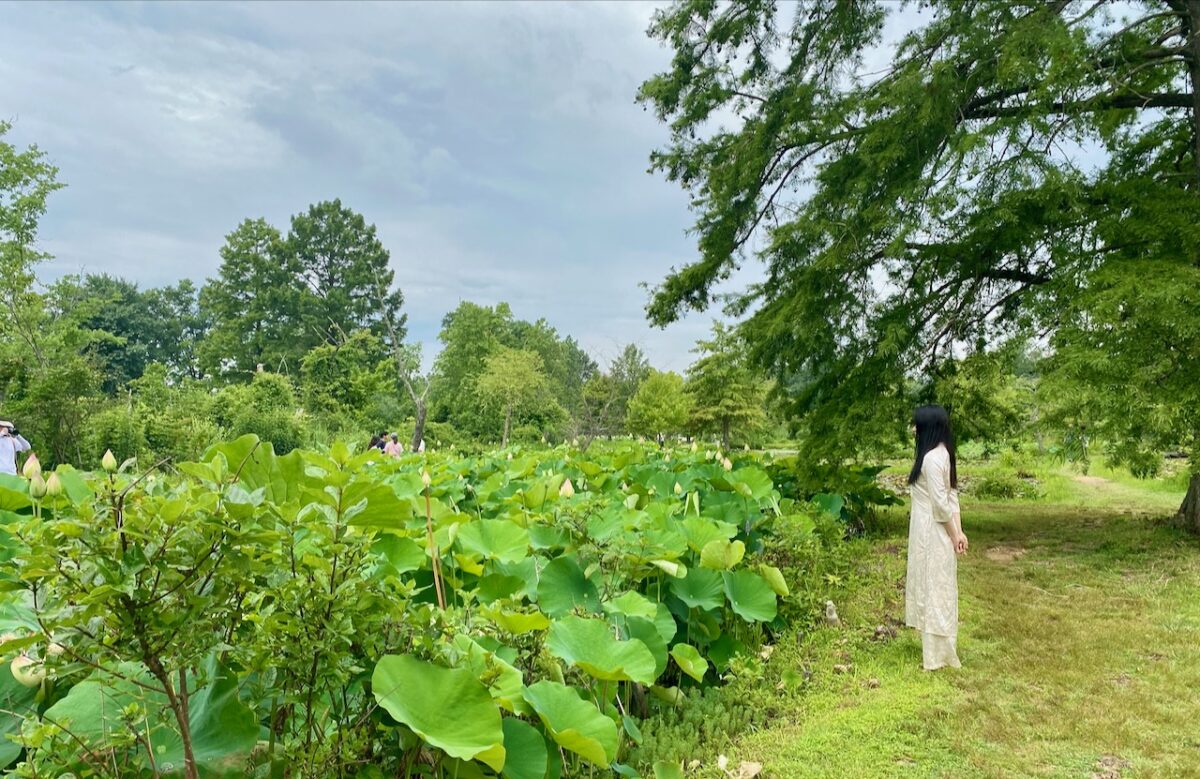 IMG 3250 1200x779 - Travel - Something to See in Washington, D.C.: Kenilworth Park and Aquatic Gardens