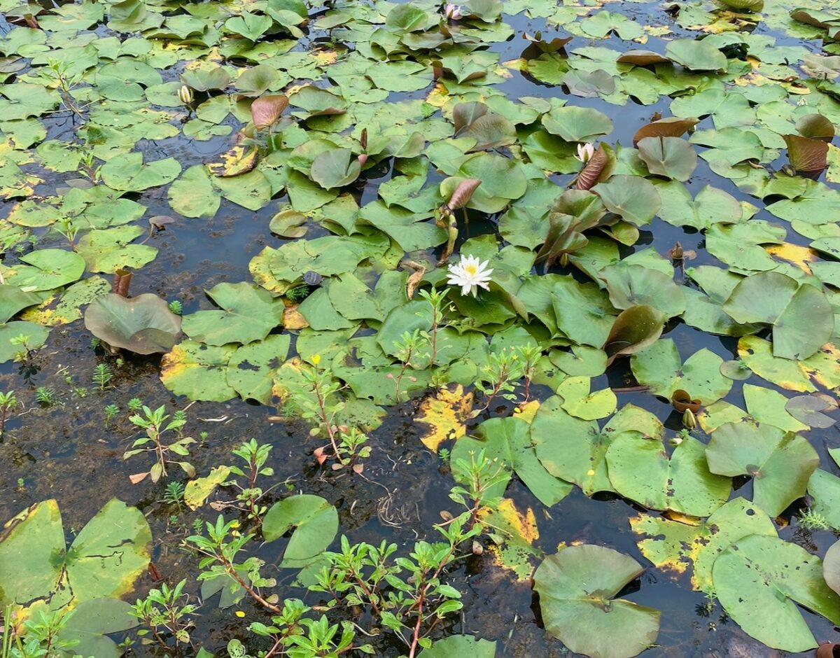 IMG 3253 1200x940 - Travel - Something to See in Washington, D.C.: Kenilworth Park and Aquatic Gardens