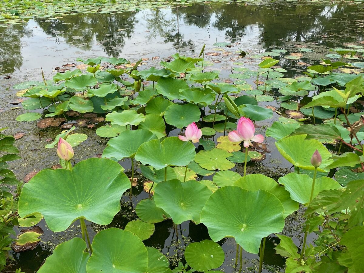 IMG 3255 1200x900 - Travel - Something to See in Washington, D.C.: Kenilworth Park and Aquatic Gardens