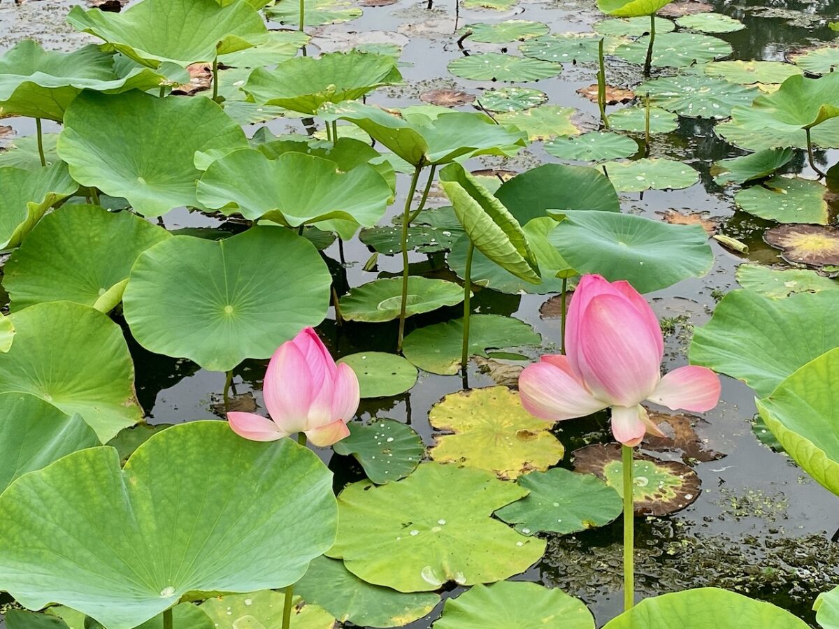 IMG 3257 1200x900 - A Sunday Prayer for Earth and Freedom