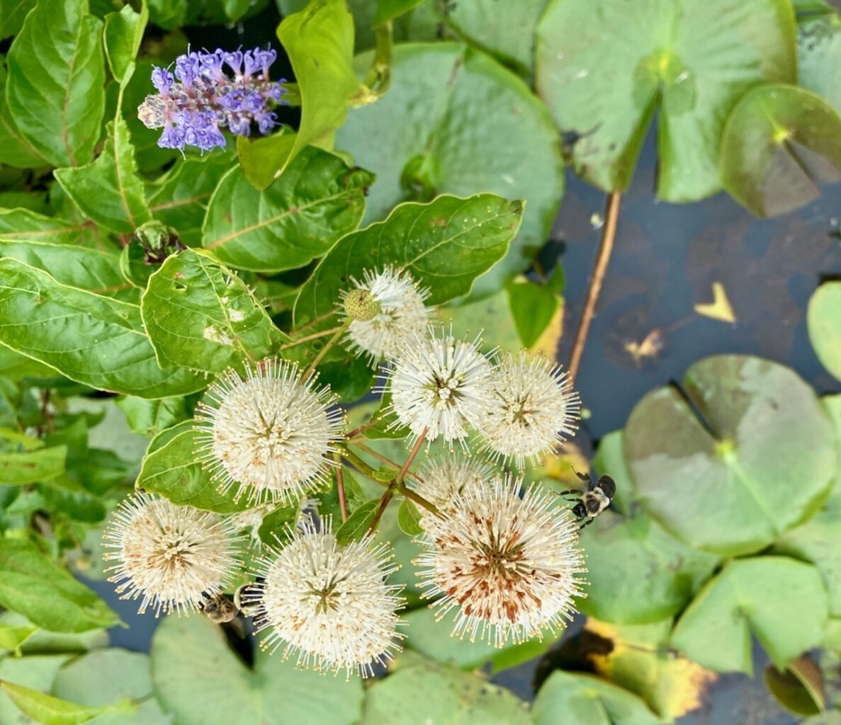 Travel - Something to See in Washington, D.C.: Kenilworth Park and Aquatic Gardens IMG 3267 1187x1024 - Travel - Something to See in Washington, D.C.: Kenilworth Park and Aquatic Gardens