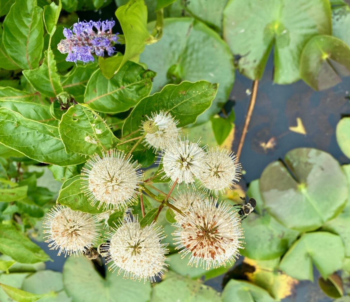 IMG 3267 1187x1024 - Travel - Something to See in Washington, D.C.: Kenilworth Park and Aquatic Gardens