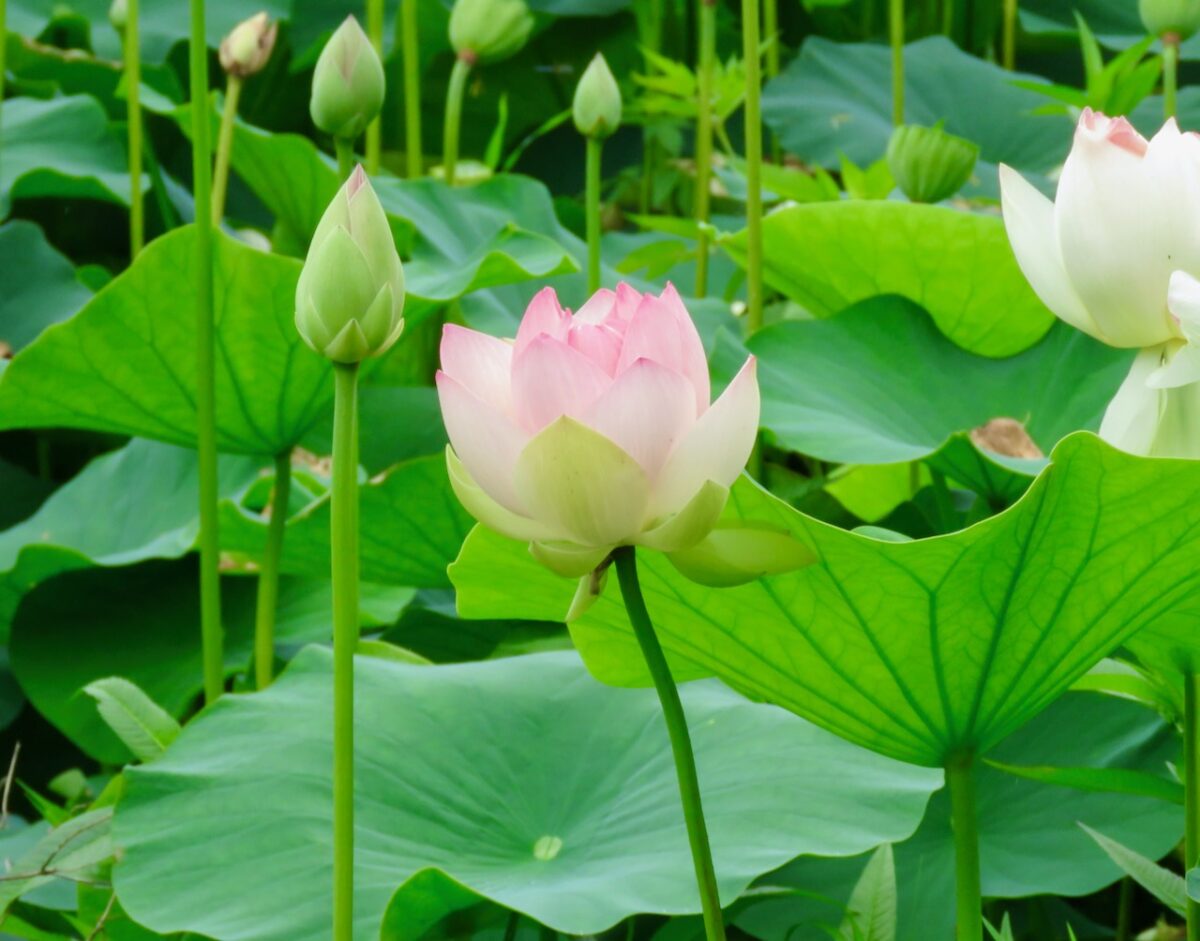 Travel - Something to See in Washington, D.C.: Kenilworth Park and Aquatic Gardens IMG 7894 1200x941 - Travel - Something to See in Washington, D.C.: Kenilworth Park and Aquatic Gardens