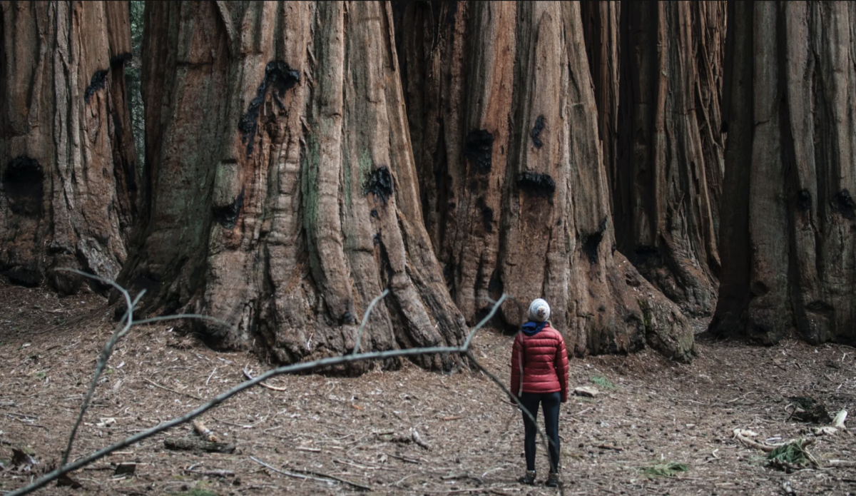 giant sequoias23a 1200x695 - California's Giant Sequoias Could Face Extinction Due to Climate Change