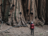 giant sequoias23a 160x120 - BhamHealthRally5