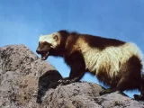 wolverine nps 160x120 - Grizzly_Bear7gb