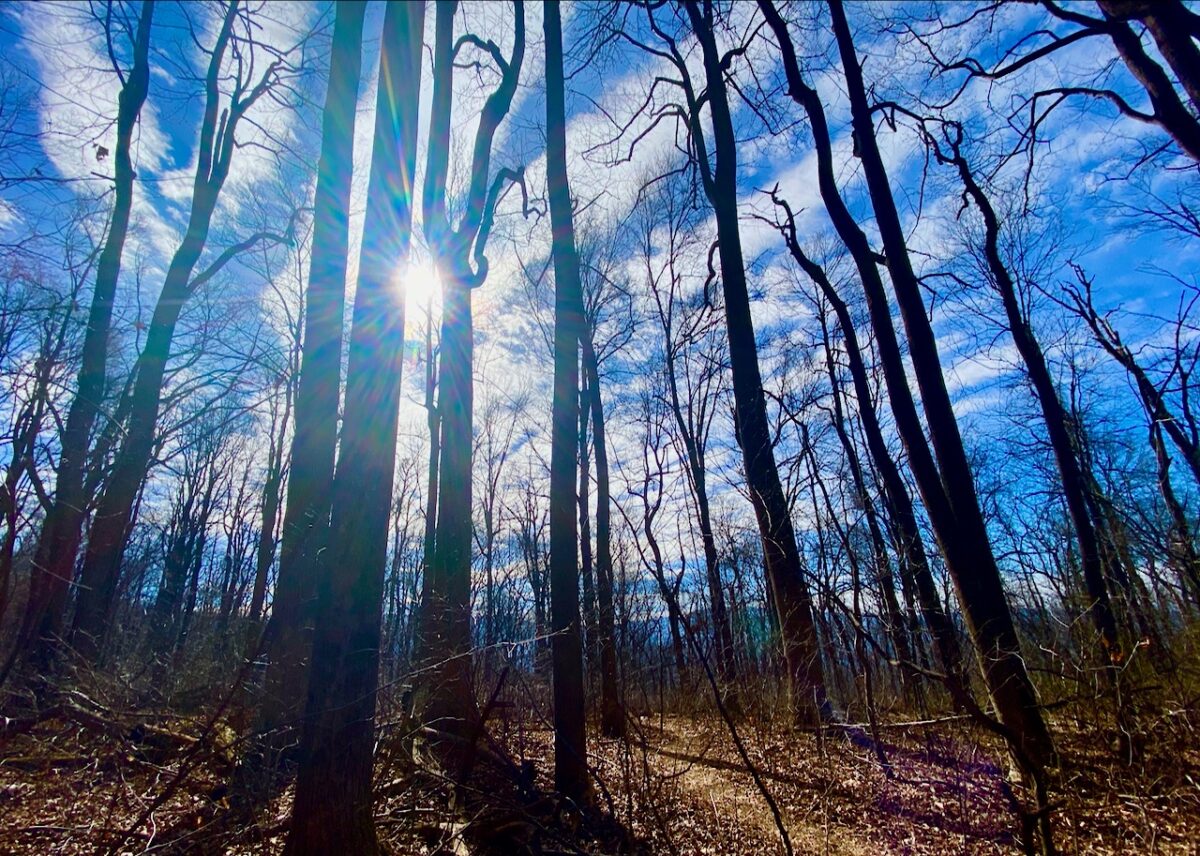 Secret Vistas: A Day Trip to Shenandoah to Focus the Mind IMG 3990 1 1200x856 - Secret Vistas: A Day Trip to Shenandoah to Focus the Mind