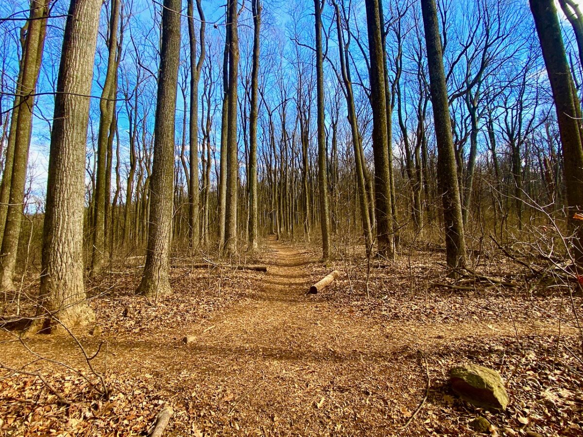 IMG 3998 1200x900 - Secret Vistas: A Day Trip to Shenandoah to Focus the Mind