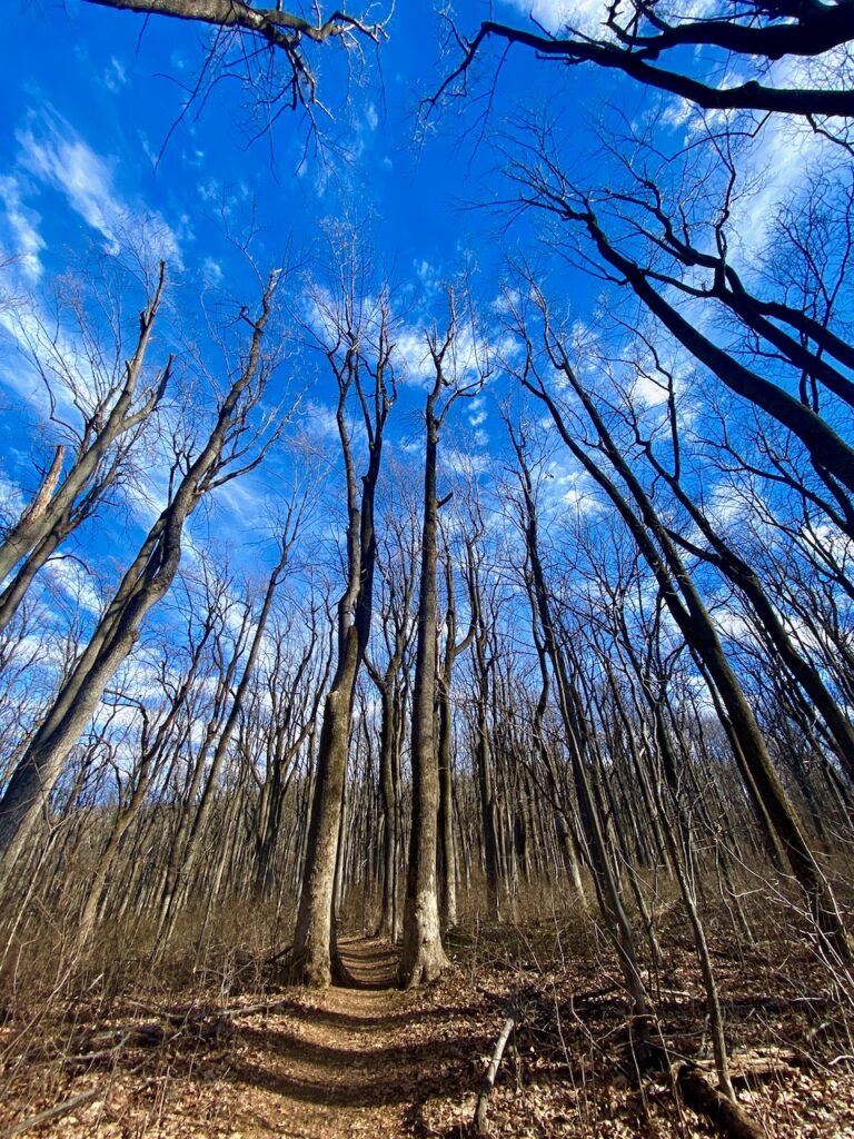 IMG 4042 768x1024 - Secret Vistas: A Day Trip to Shenandoah to Focus the Mind