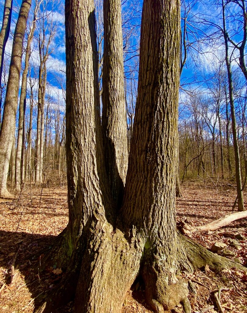 Secret Vistas: A Day Trip to Shenandoah to Focus the Mind IMG 4056 808x1024 - Secret Vistas: A Day Trip to Shenandoah to Focus the Mind