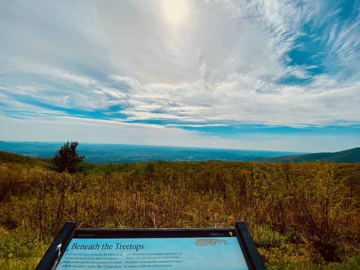 Why Can't We Solve Problems? Because of the People Who Like to Break Things IMG 4554 1200x900 - Why Can't We Solve Problems? Because of the People Who Like to Break Things