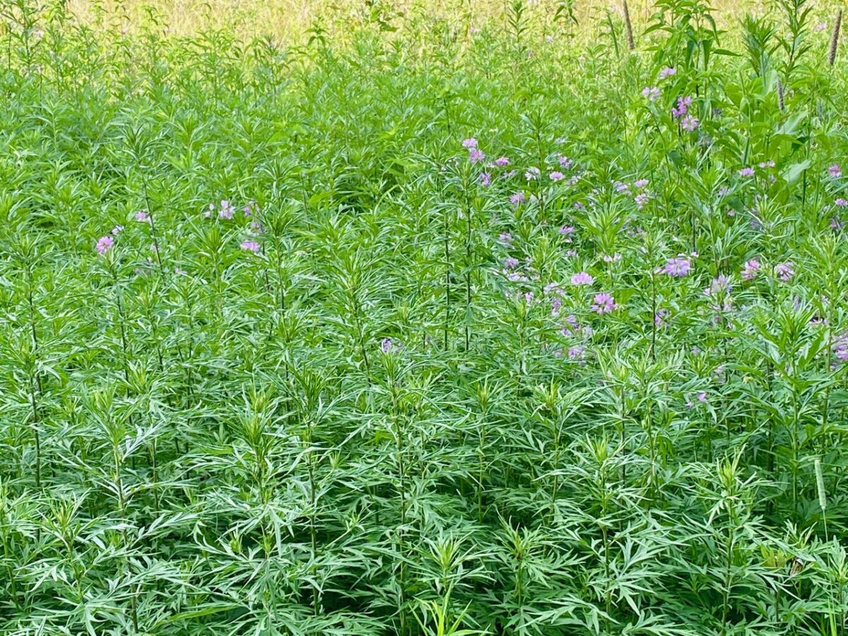 IMG 4934 1200x900 - Getting By With a Little Help From Our Friends