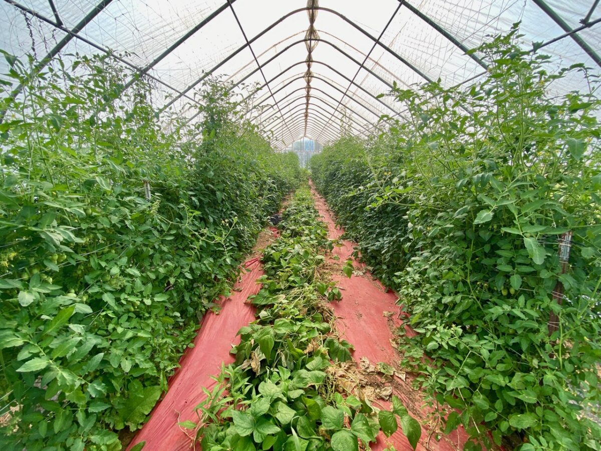 IMG 4953 1200x900 - Seven Day Heat Wave Grips the Eastern U.S.