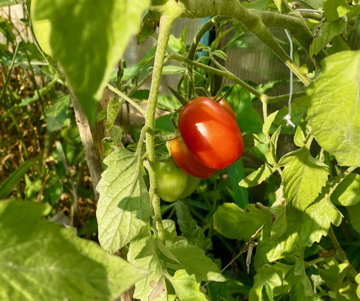IMG 4959 1200x1003 - Seven Day Heat Wave Grips the Eastern U.S.