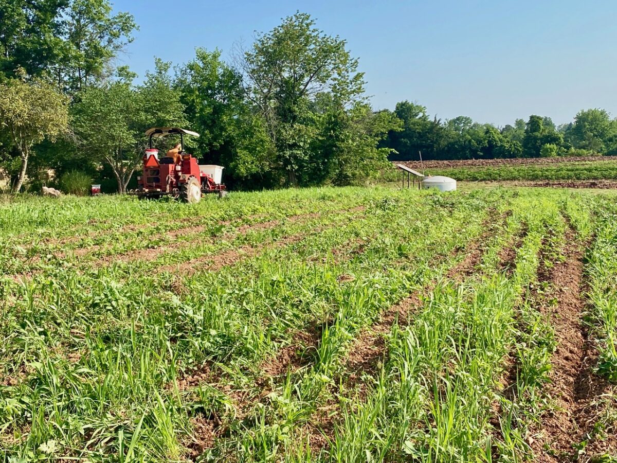 IMG 4960 1200x900 - Seven Day Heat Wave Grips the Eastern U.S.