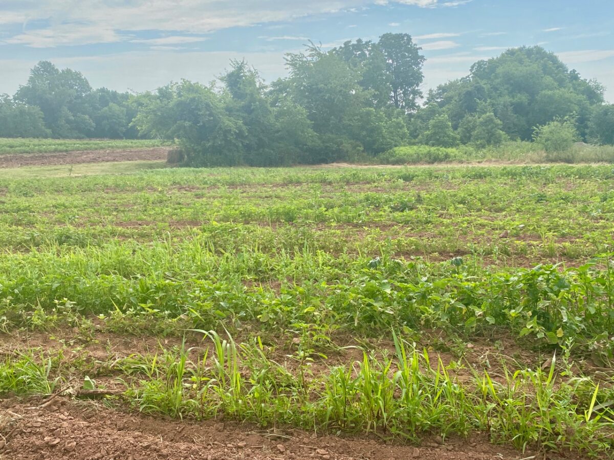 IMG 4967 1200x899 - Seven Day Heat Wave Grips the Eastern U.S.