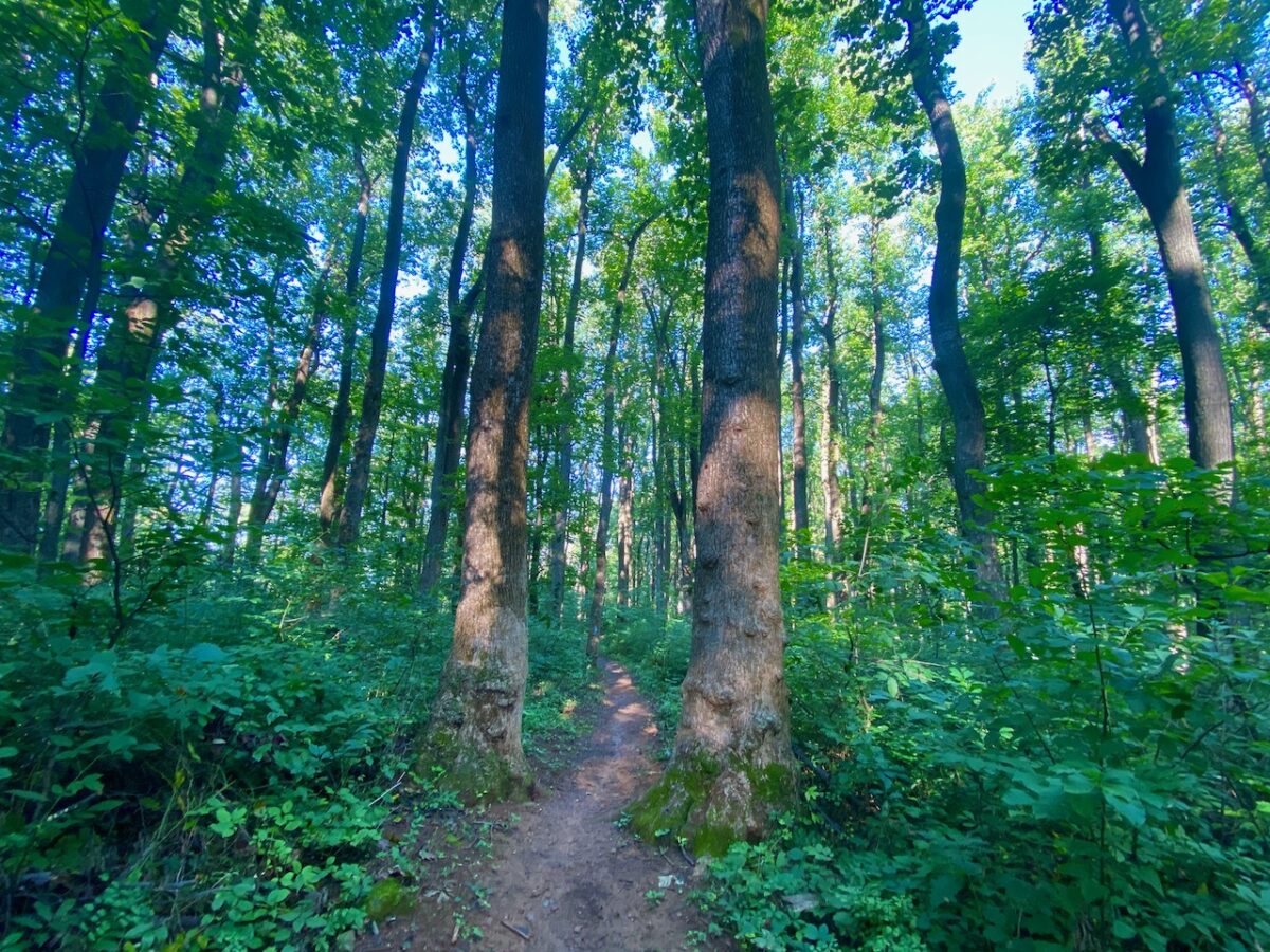 IMG 6747 1200x900 - Native Legends Define Special Places in Nature: Dream A Little Sunbeam Dream