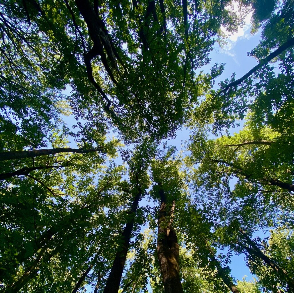 IMG 6749 1026x1024 - Native Legends Define Special Places in Nature: Dream A Little Sunbeam Dream