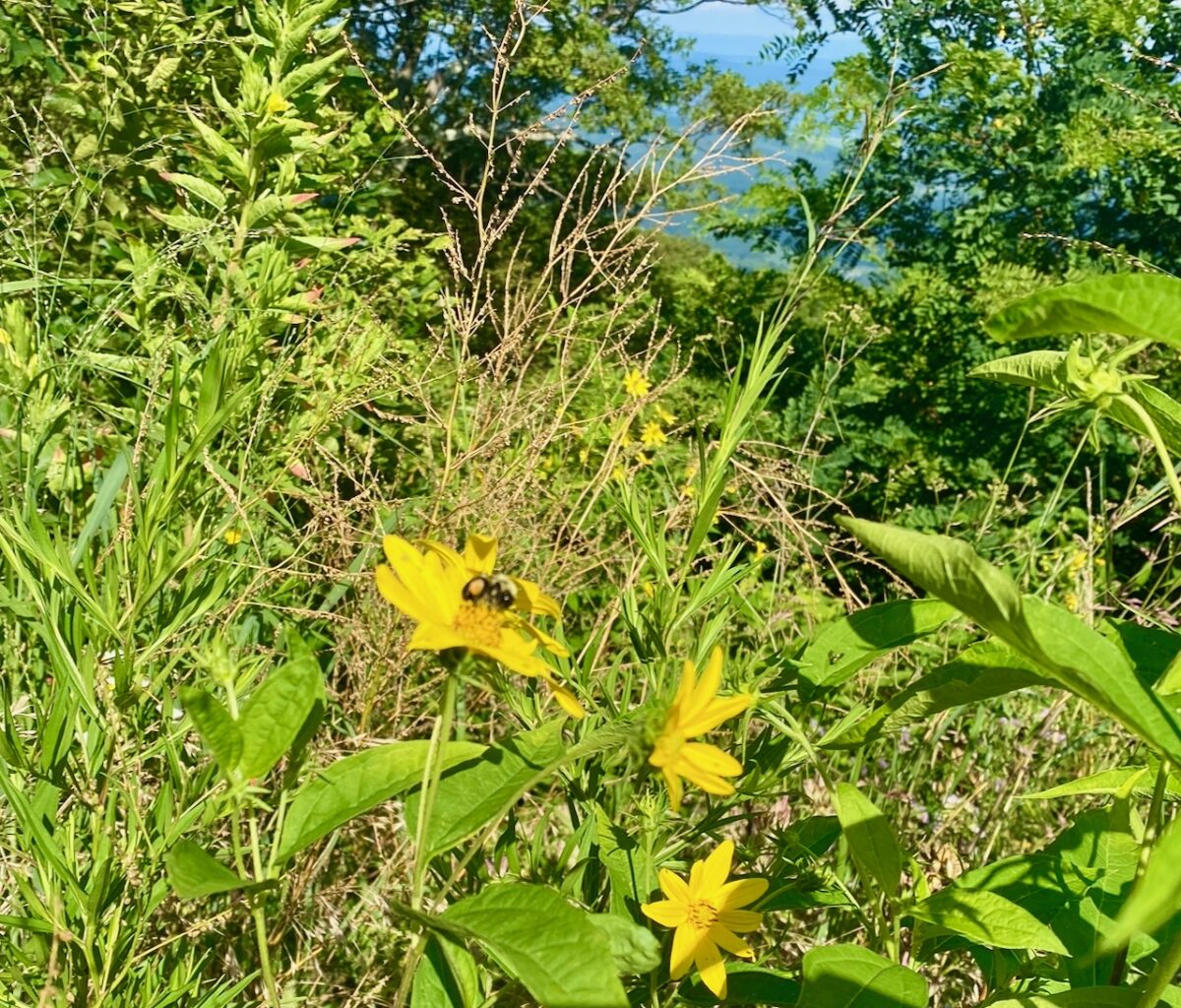 IMG 6764 1200x1024 - Native Legends Define Special Places in Nature: Dream A Little Sunbeam Dream