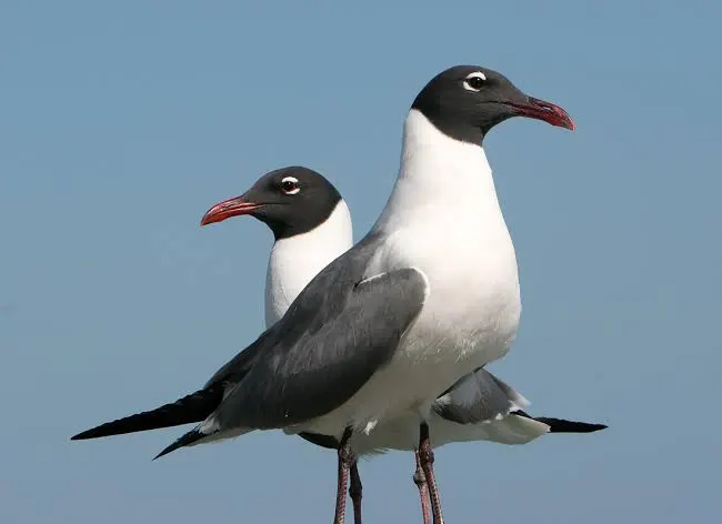 Thought Experiment: What Underlying Motivations Could There Be for Creating Chaos and Distorting Reality? FrankilinsGull2a - Thought Experiment: What Underlying Motivations Could There Be for Creating Chaos and Distorting Reality?