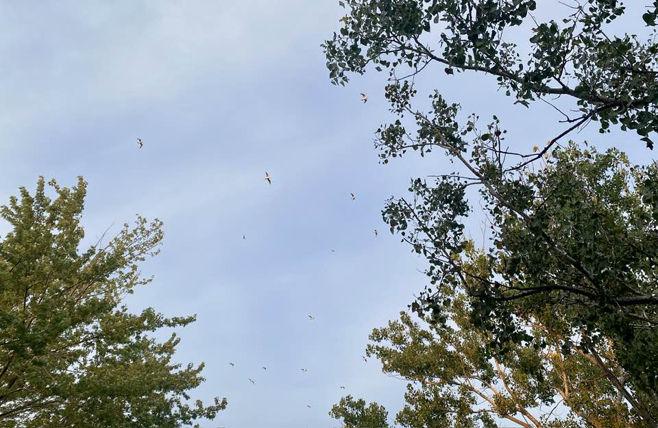 Thought Experiment: What Underlying Motivations Could There Be for Creating Chaos and Distorting Reality? Franklins gulls1a - Thought Experiment: What Underlying Motivations Could There Be for Creating Chaos and Distorting Reality?