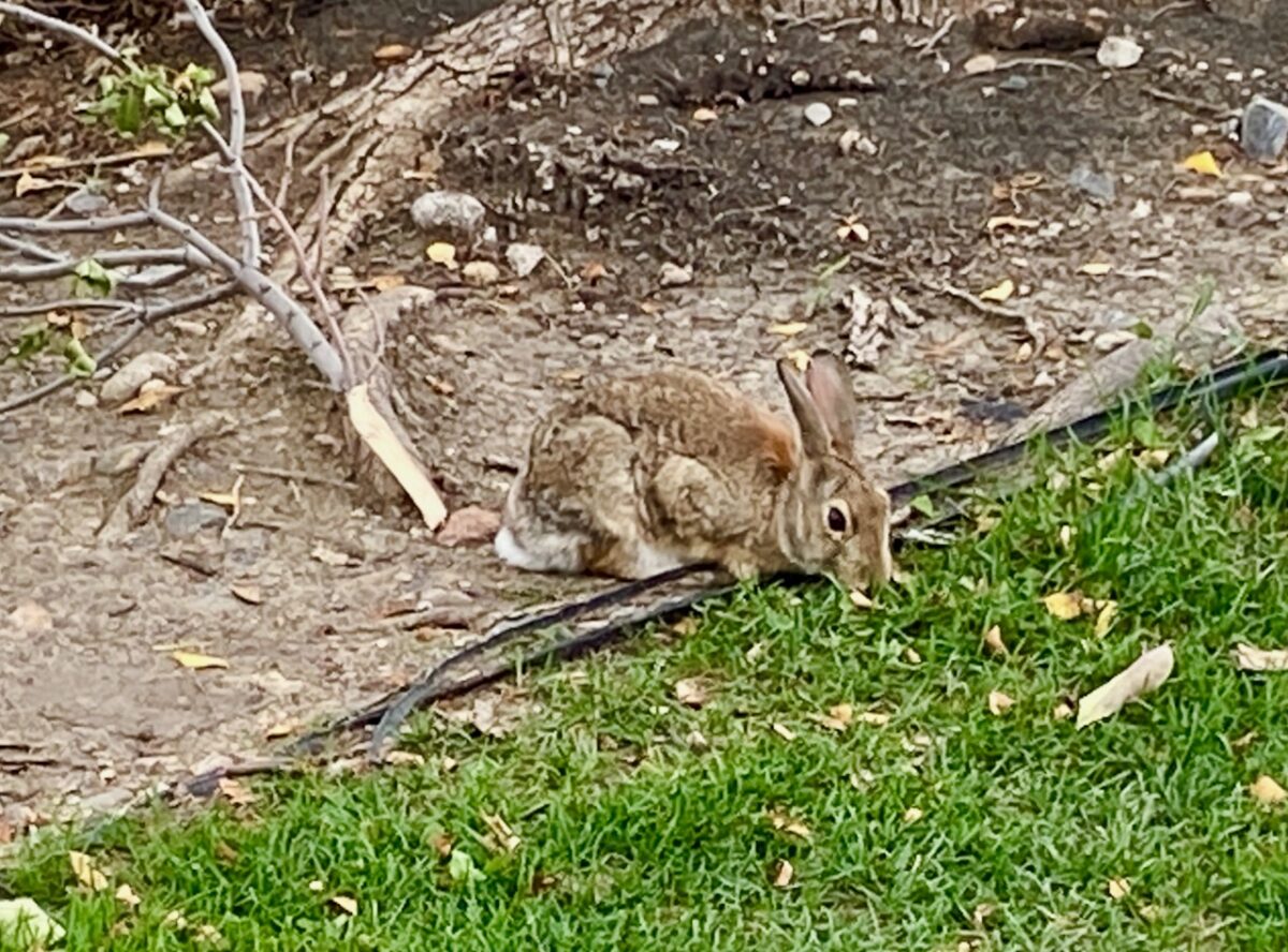 IMG 7028 1200x888 - Eight Days in Colorado: Denver, Rocky Mountain National Park, Woody Creek and a Colorado River State Park