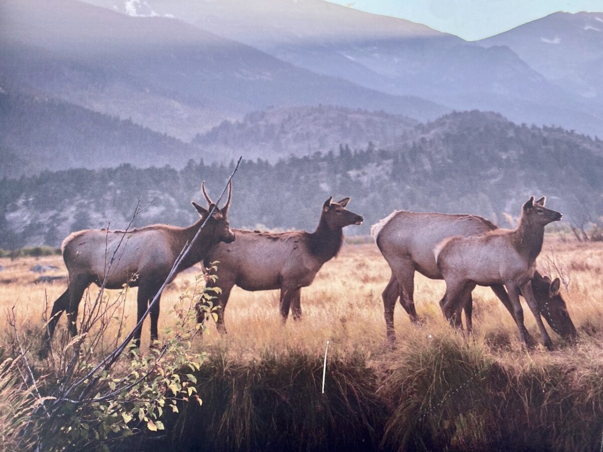 IMG 7133 1200x900 - Eight Days in Colorado: Denver, Rocky Mountain National Park, Woody Creek and a Colorado River State Park