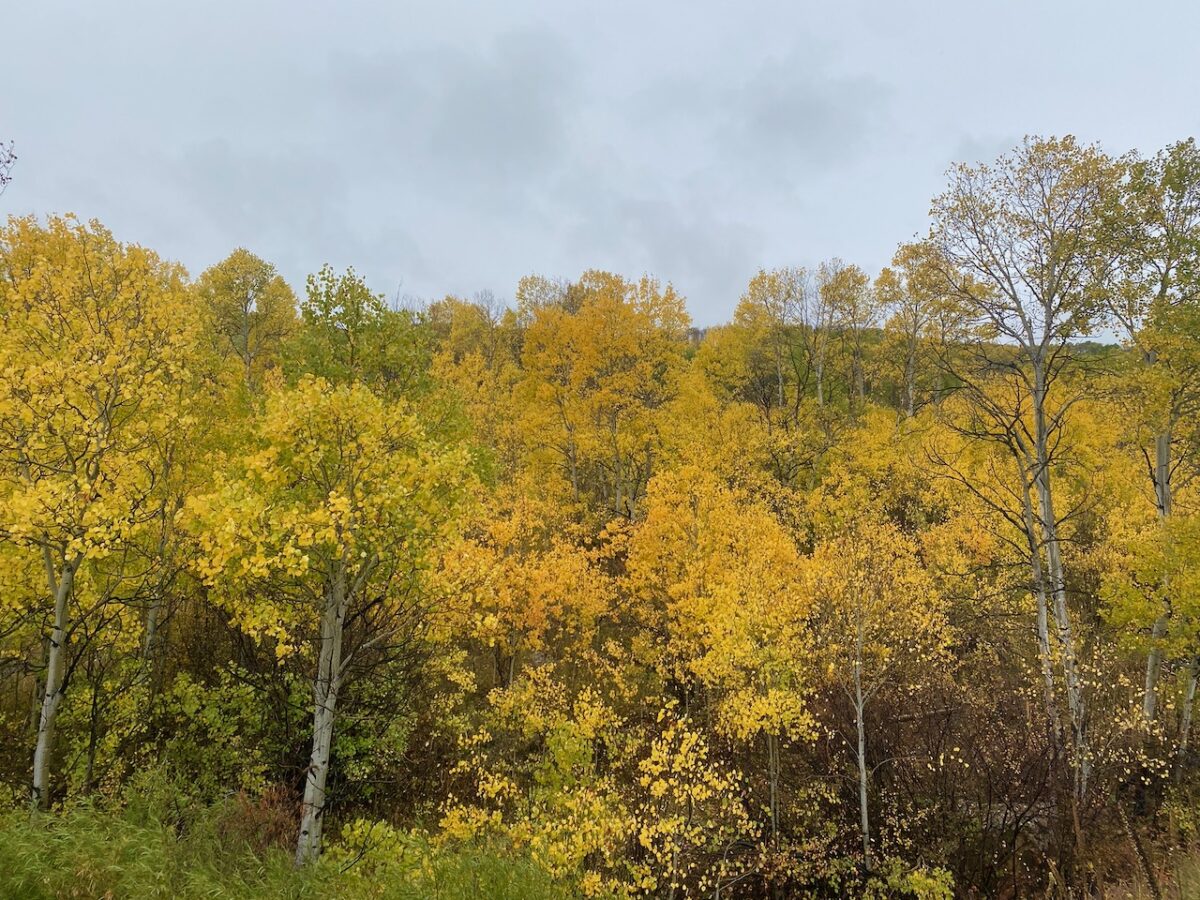 IMG 7166 1200x900 - Eight Days in Colorado: Denver, Rocky Mountain National Park, Woody Creek and a Colorado River State Park