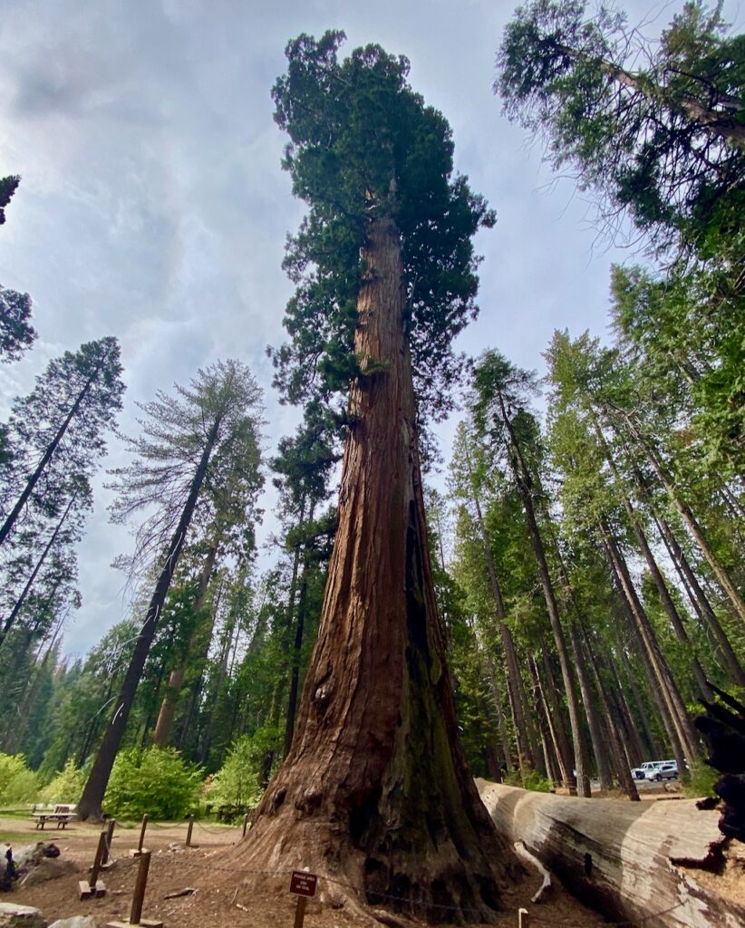 IMG 7278 822x1024 - Across Utah and Nevada to Coulterville, California